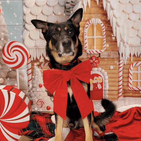 LOKI - A BROWN AND BLACK SHEPHERD FOR ADOPTION IN NEW HAMPSHIRE. HERE HE'S WEARING A RED BOW AND STANDS IN FRONT OF A GINGERBREAD HOUSE.